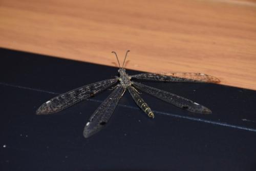 Réf. 220 624 : Distoleon tetragrammicus